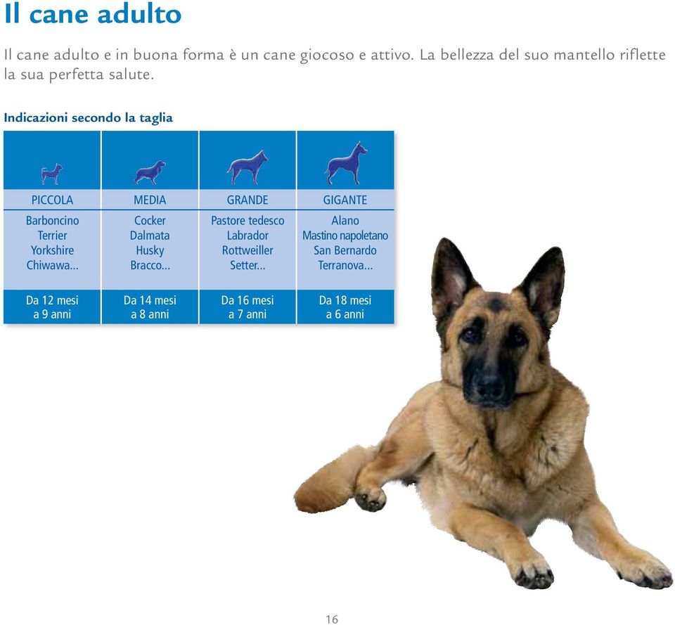 Indicazioni secondo la taglia PiCCOLA MEDiA GRANDE GiGANTE Barboncino Terrier Yorkshire Chiwawa.