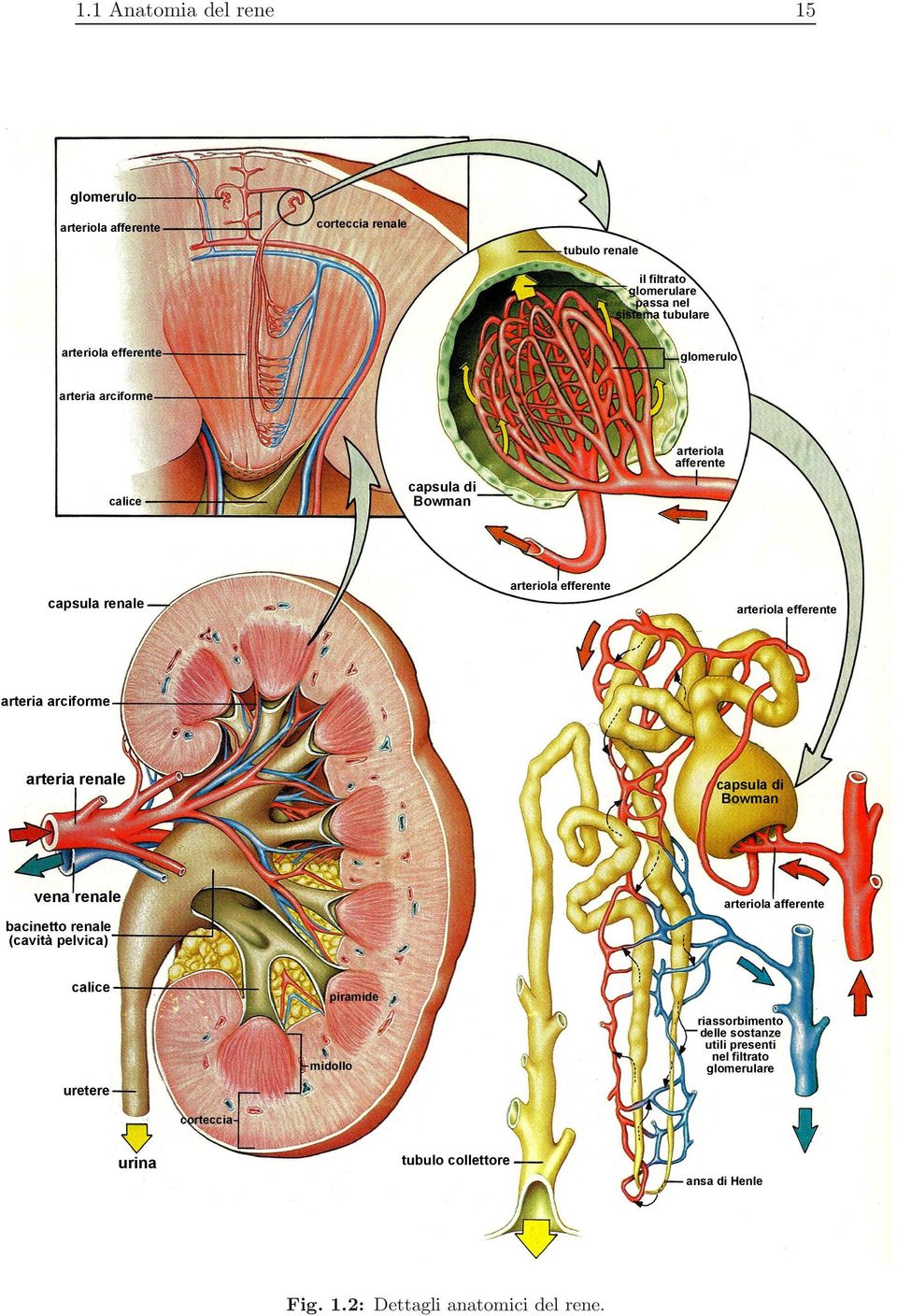 arciforme arteria renale capsula di Bowman vena renale arteriola afferente bacinetto renale (cavità pelvica) calice piramide riassorbimento delle