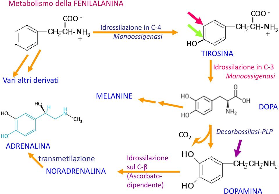 Idrossilazione in C-3 Monoossigenasi MELANINE DOPA CO 2 Decarbossilasi-PLP