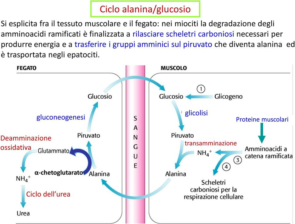 energia e a trasferire i gruppi amminici sul piruvato che diventa alanina ed è trasportata negli epatociti.