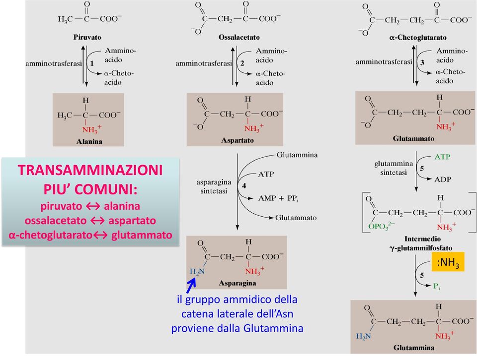 α-chetoglutarato glutammato :NH 3 il gruppo