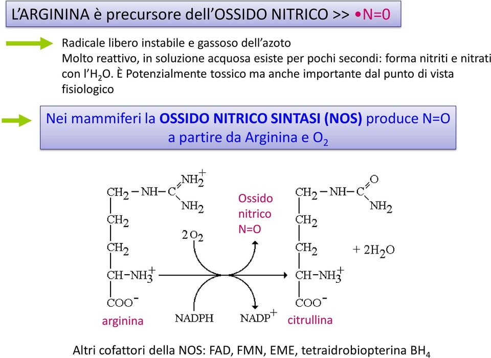 È Potenzialmente tossico ma anche importante dal punto di vista fisiologico Nei mammiferi la OSSIDO NITRICO SINTASI