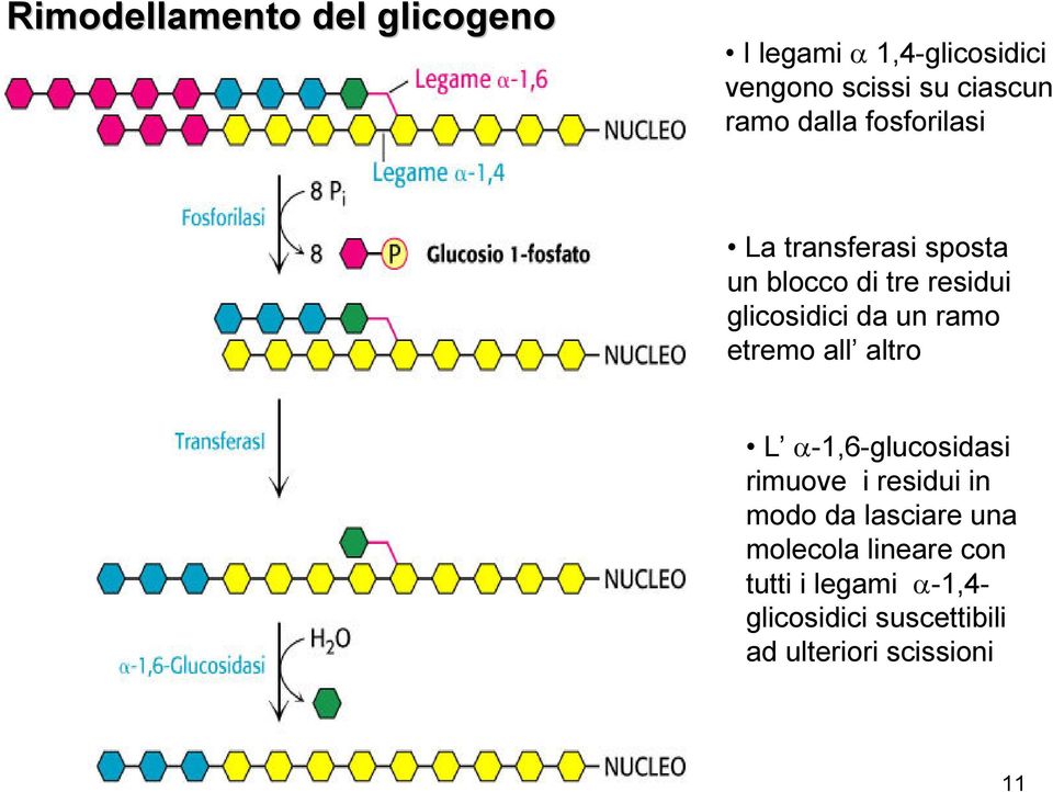 ramo etremo all altro L α-1,6-glucosidasi rimuove i residui in modo da lasciare una