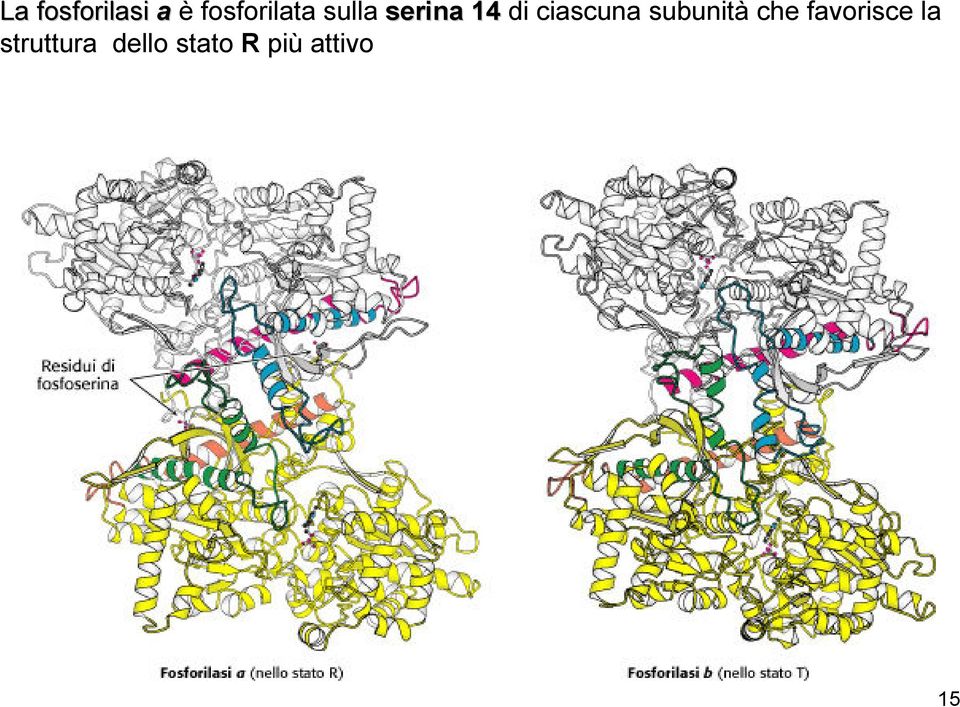 subunità che favorisce la