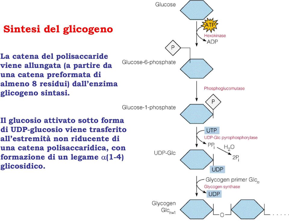 Il glucosio attivato sotto forma di UDP-glucosio viene trasferito all estremità