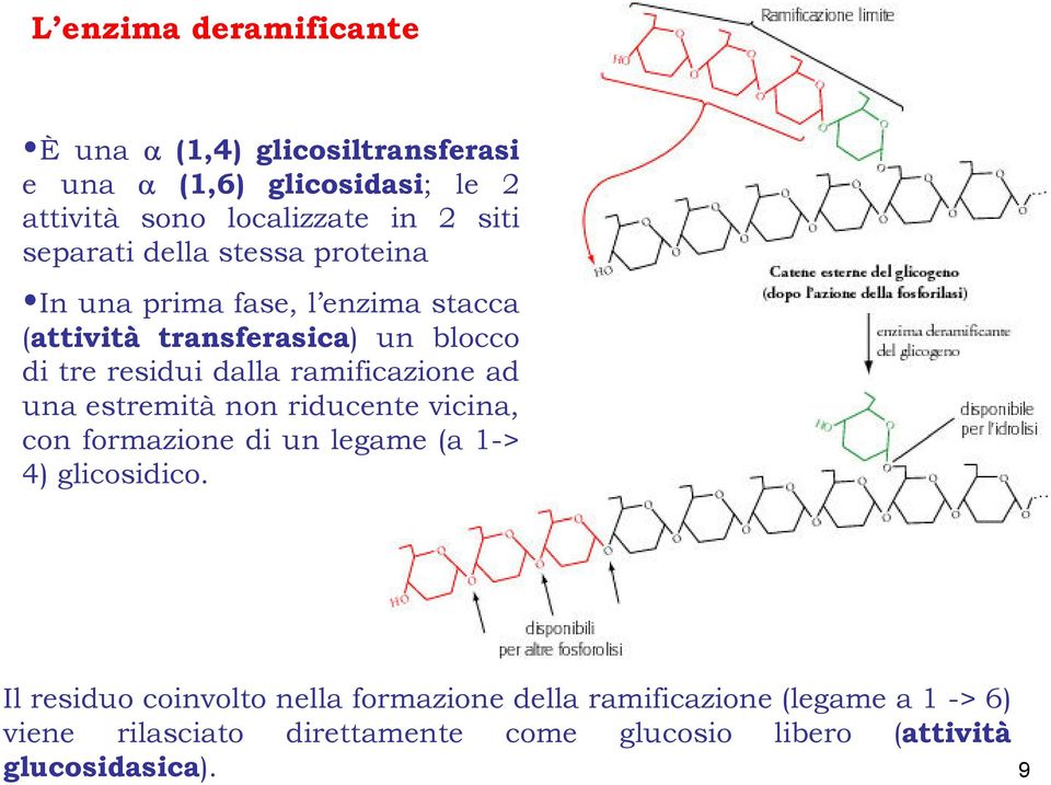 ramificazione ad una estremità non riducente vicina, con formazione di un legame (a 1-> 4) glicosidico.