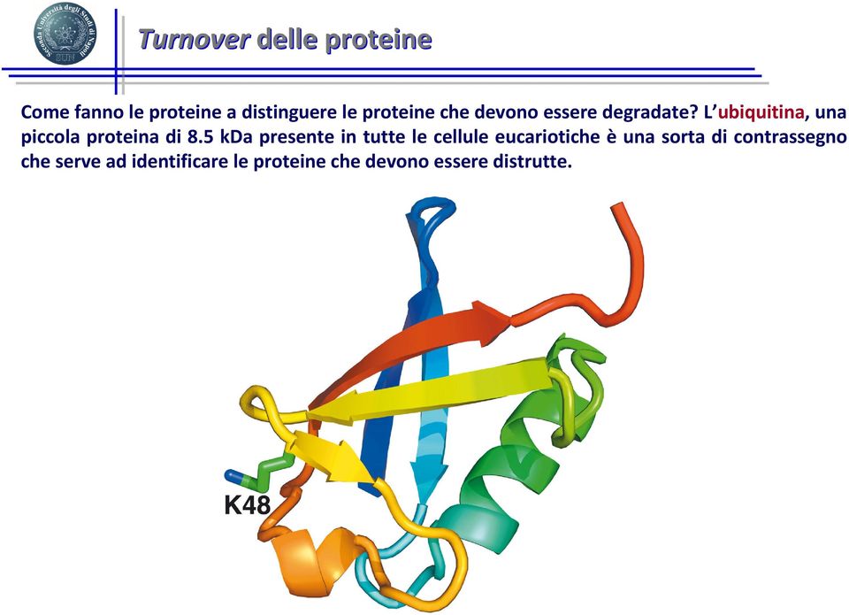 L ubiquitina, una piccola proteina di 8.