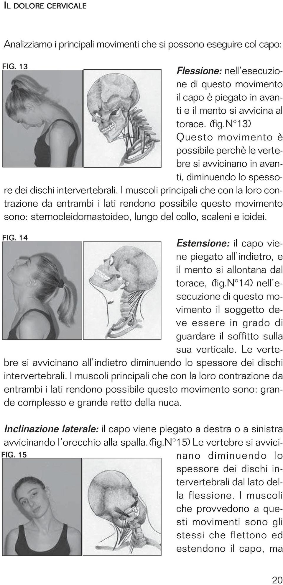 n 13) Questo movimento è possibile perchè le vertebre si avvicinano in avanti, diminuendo lo spessore dei dischi intervertebrali.