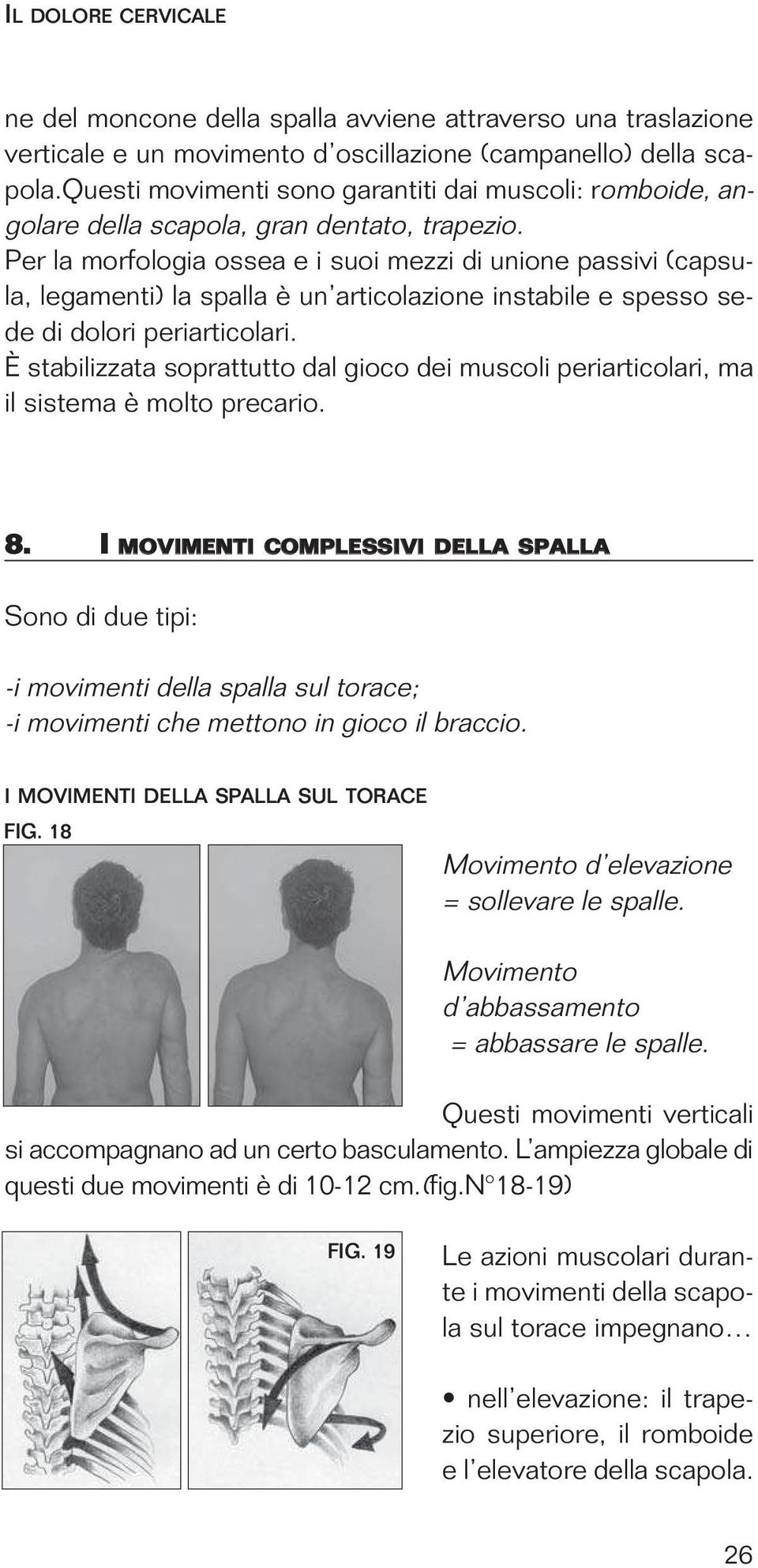 Per la morfologia ossea e i suoi mezzi di unione passivi (capsula, legamenti) la spalla è un articolazione instabile e spesso sede di dolori periarticolari.