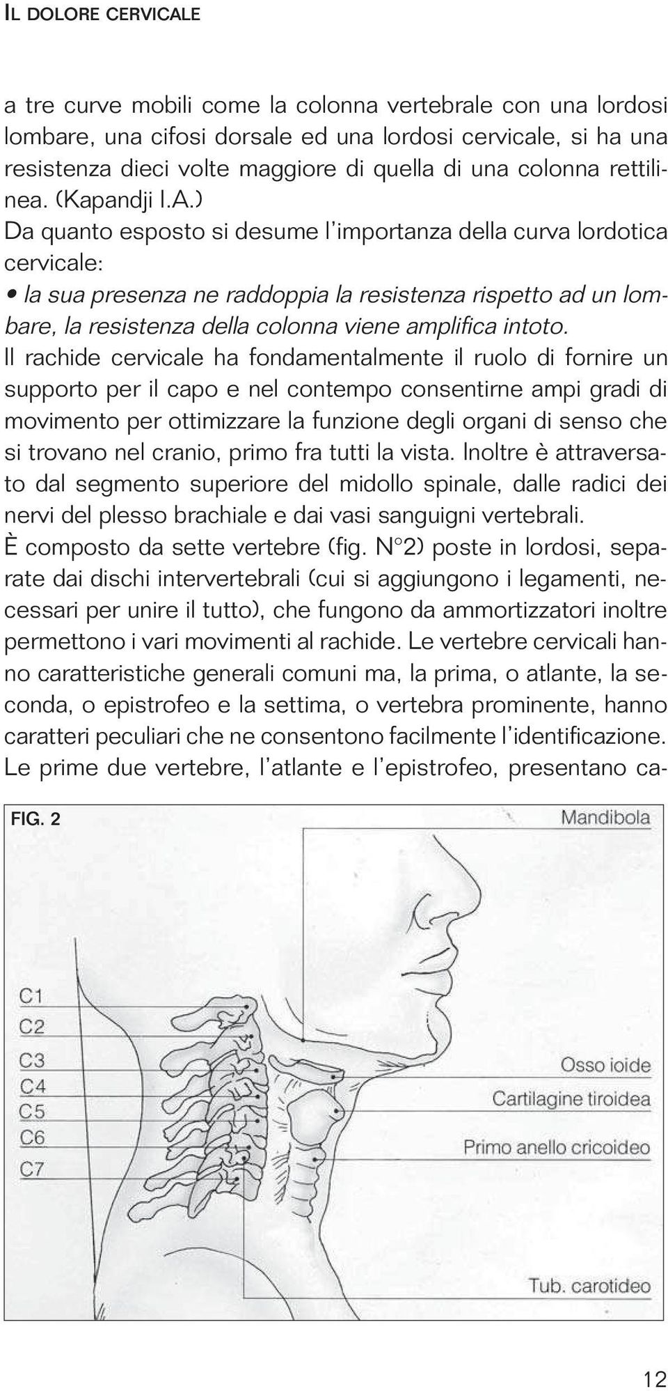 ) Da quanto esposto si desume l importanza della curva lordotica cervicale: la sua presenza ne raddoppia la resistenza rispetto ad un lombare, la resistenza della colonna viene amplifica intoto.