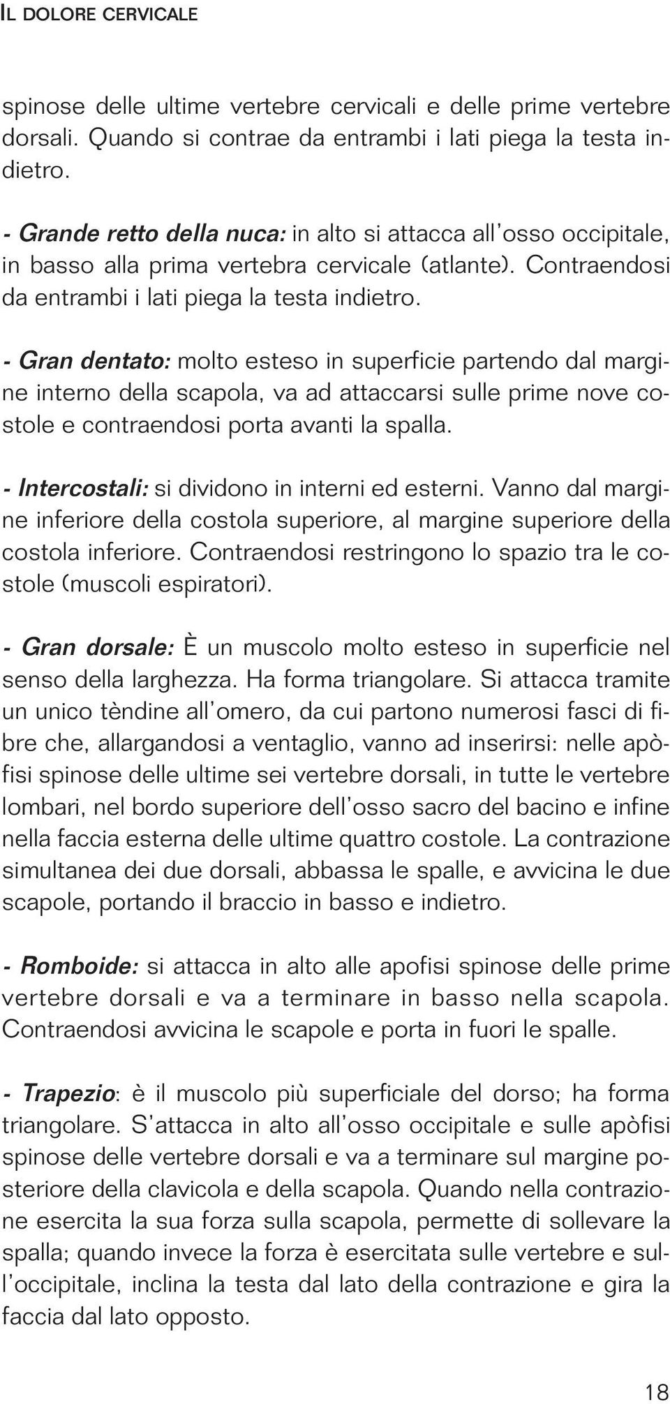 - Gran dentato: molto esteso in superficie partendo dal margine interno della scapola, va ad attaccarsi sulle prime nove costole e contraendosi porta avanti la spalla.