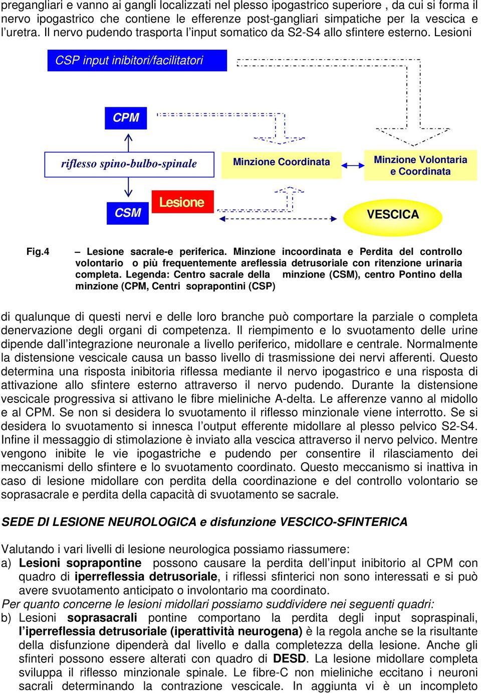 Minzione incoordinata e Perdita del controllo volontario o più frequentemente areflessia detrusoriale con ritenzione urinaria completa.