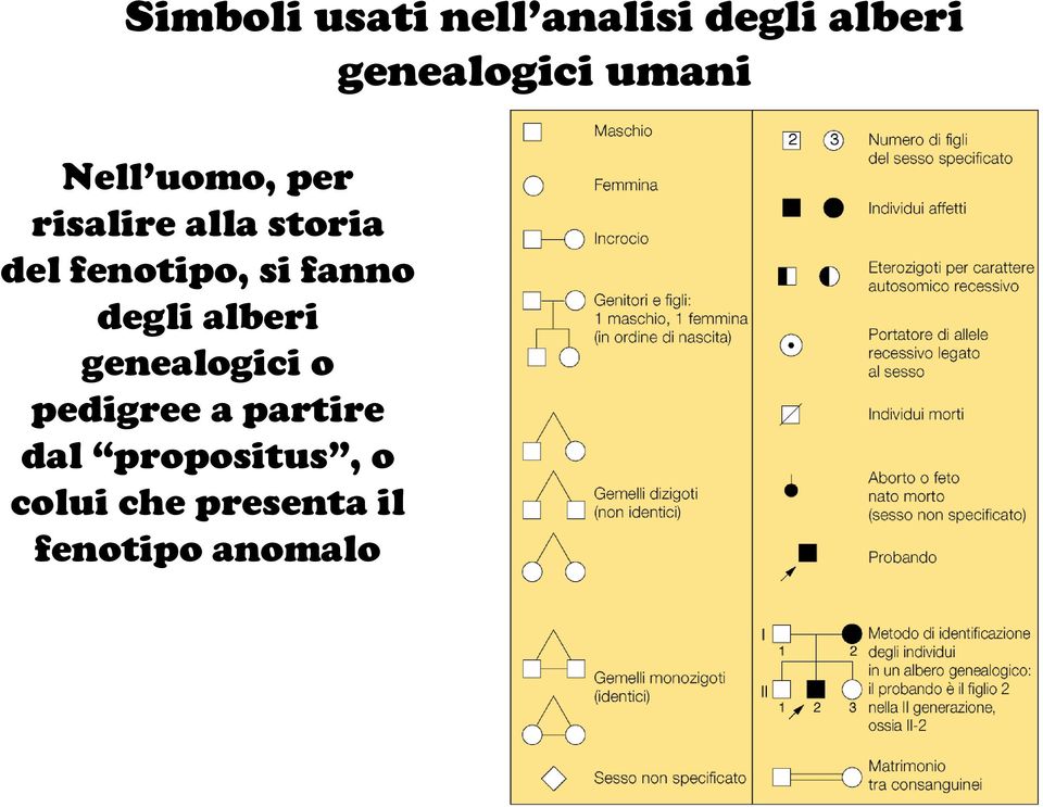 fenotipo, si fanno degli alberi genealogici o pedigree