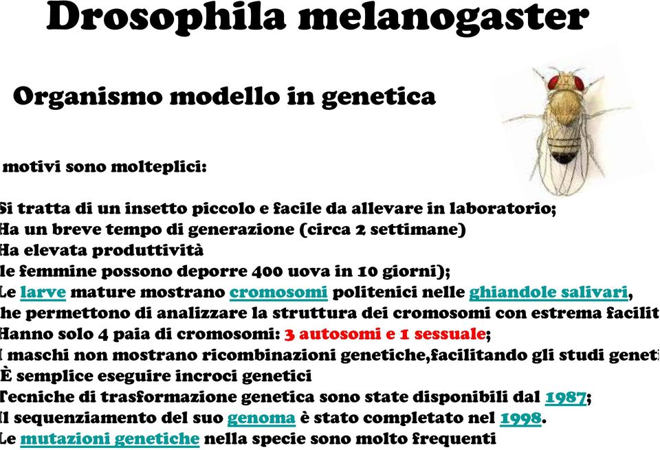 struttura dei cromosomi con estrema facilit anno solo 4 paia di cromosomi: 3 autosomi e 1 sessuale; maschi non mostrano ricombinazioni genetiche,facilitando gli studi geneti semplice eseguire