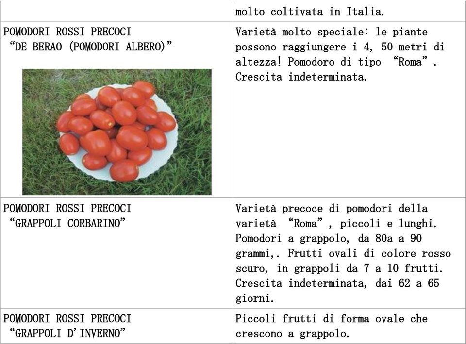 POMODORI ROSSI PRECOCI GRAPPOLI CORBARINO POMODORI ROSSI PRECOCI GRAPPOLI D'INVERNO Varietà precoce di pomodori della varietà Roma, piccoli