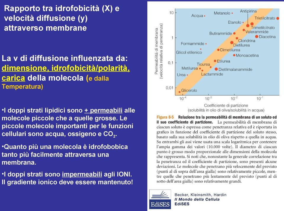 che a quelle grosse. Le piccole molecole importanti per le funzioni cellulari sono acqua, ossigeno e CO2.