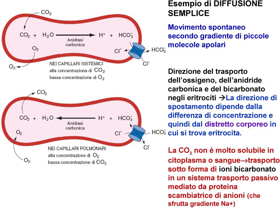 concentrazione e quindi dal distretto corporeo in cui si trova eritrocita.