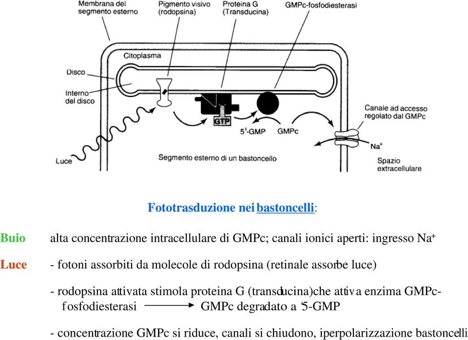 rodopsina attivata stimola proteina G (transducina)che attiva enzima GMPcfosfodiesterasi GMPc