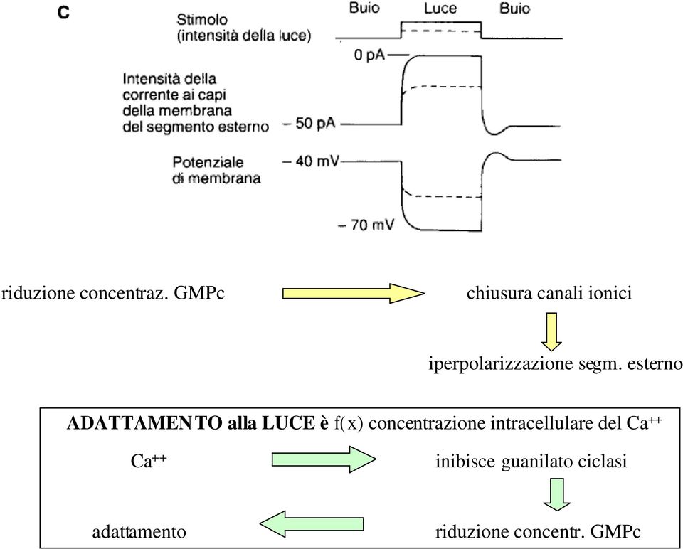 esterno ADATTAMENTO alla LUCE è f(x) concentrazione