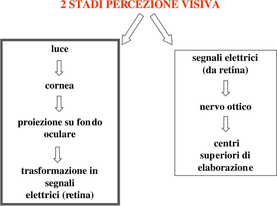 segnali elettrici (retina) segnali elettrici