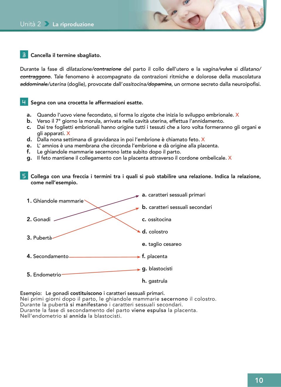 4 Segna con una crocetta le affermazioni esatte. a. Quando l uovo viene fecondato, si forma lo zigote che inizia lo sviluppo embrionale. X b.