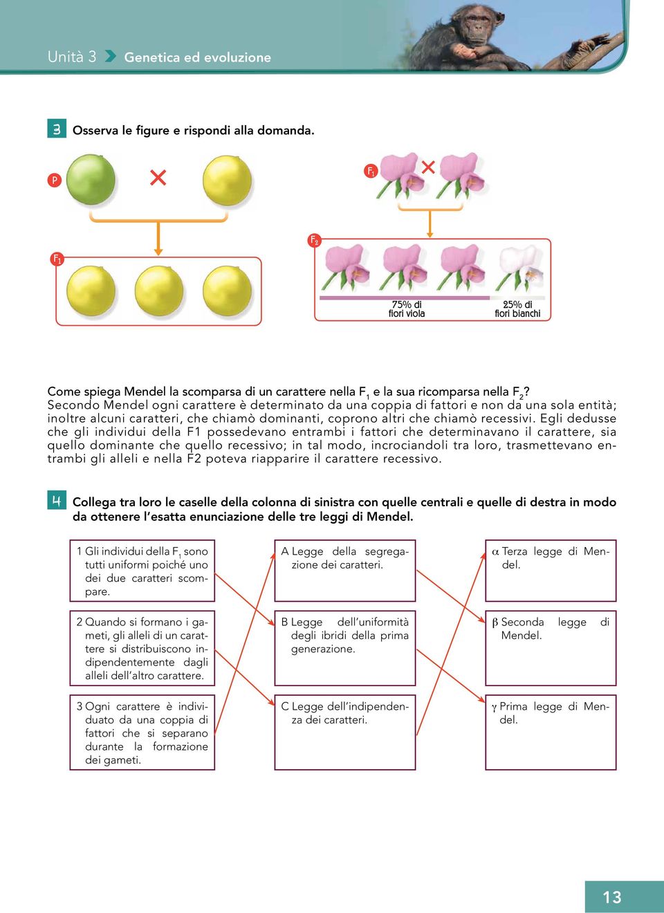 Secondo Mendel ogni carattere è determinato da una coppia di fattori e non da una sola entità; inoltre alcuni caratteri, che chiamò dominanti, coprono altri che chiamò recessivi.