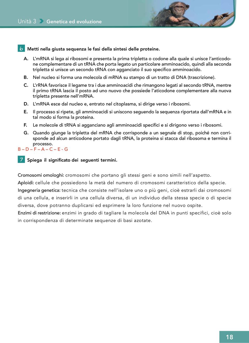 si unisce un secondo trna con agganciato il suo specifico amminoacido. B. Nel nucleo si forma una molecola di mrna su stampo di un tratto di DNA (trascrizione). C.