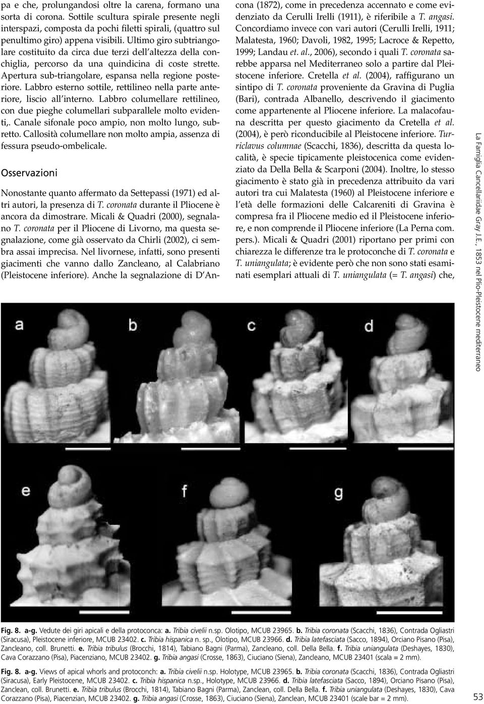 Ultimo giro subtriangolare costituito da circa due terzi dell altezza della conchiglia, percorso da una quindicina di coste strette. Apertura sub-triangolare, espansa nella regione posteriore.