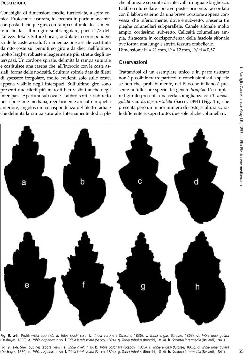 Ornamentazione assiale costituita da otto coste sul penultimo giro e da dieci nell ultimo, molto larghe, robuste e leggermente più strette degli interspazi.