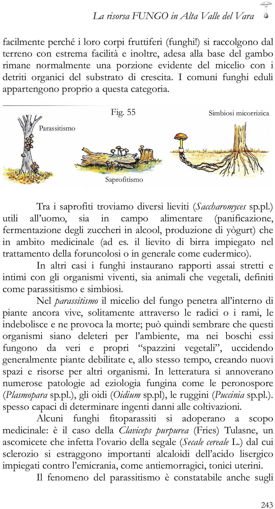 I comuni funghi eduli appartengono proprio a questa categoria. Fig. 55 Simbiosi micorrizica Parassitismo Saprofitismo Tra i saprofiti troviamo diversi lieviti (Saccharomyces sp.pl.