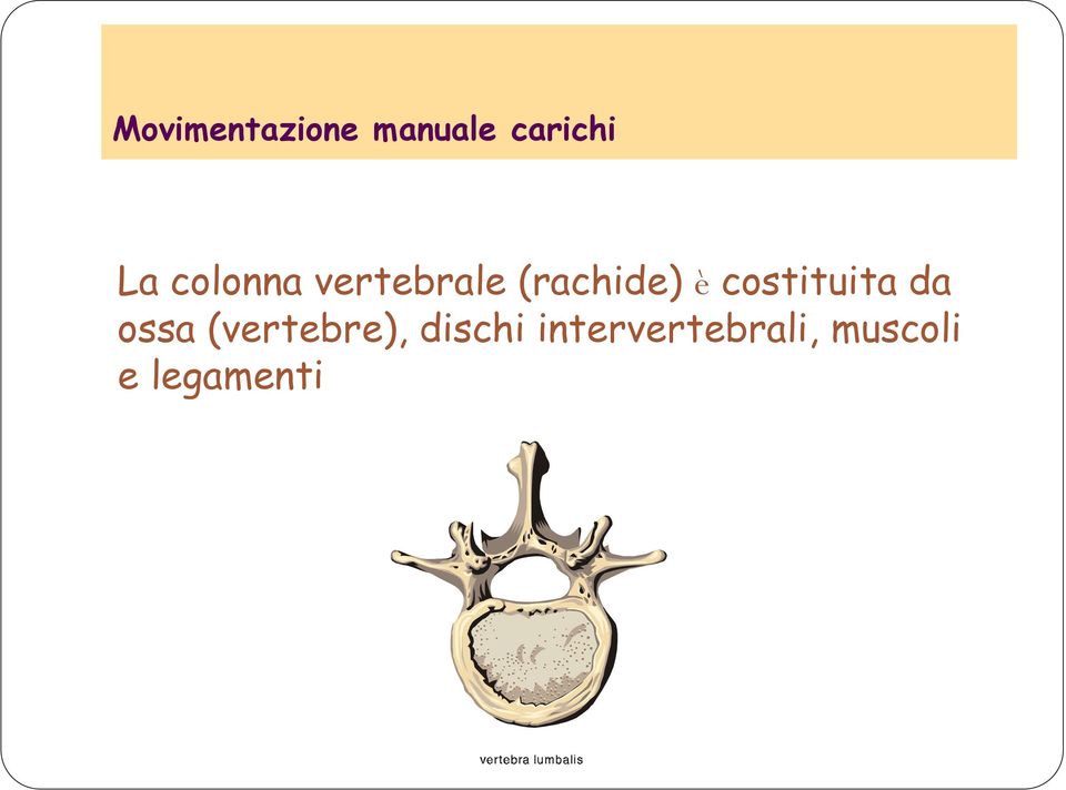 costituita da ossa (vertebre),