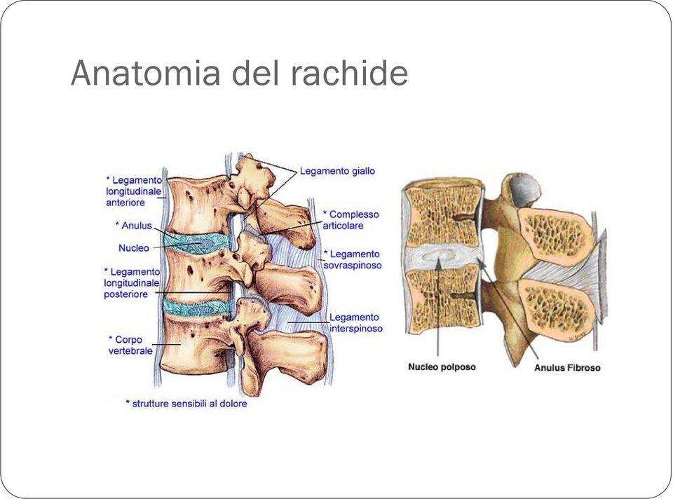 rachide