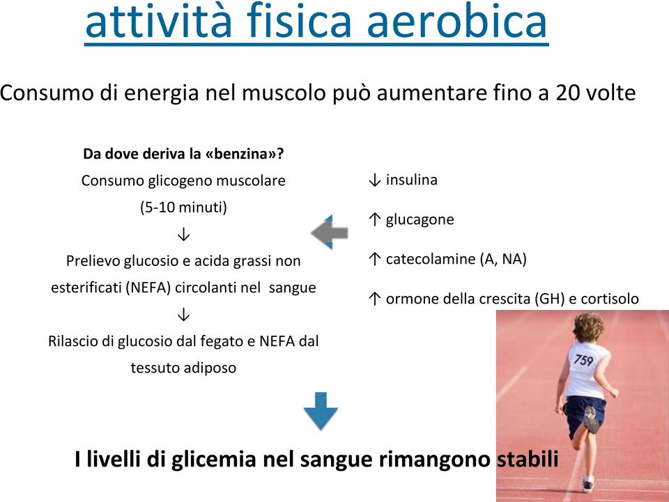 Consumo glicogeno muscolare (5-10 minuti) Prelievo glucosio e acida grassi non esterificati (NEFA)