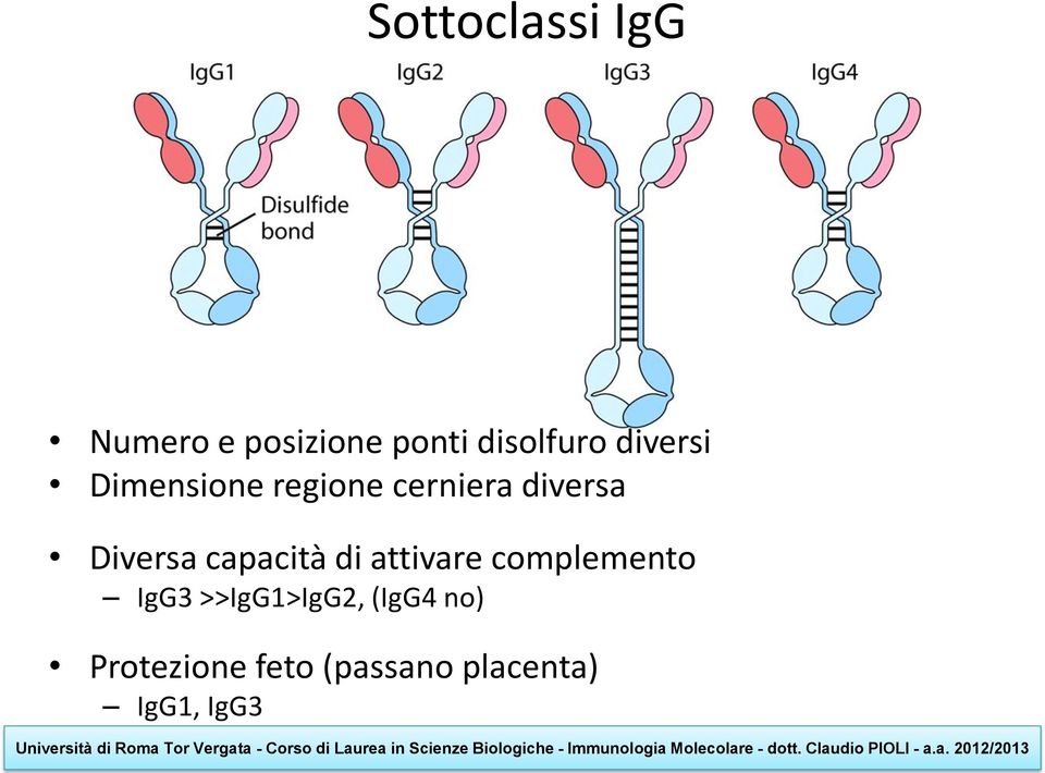 capacità di attivare complemento IgG3 >>IgG1>IgG2,