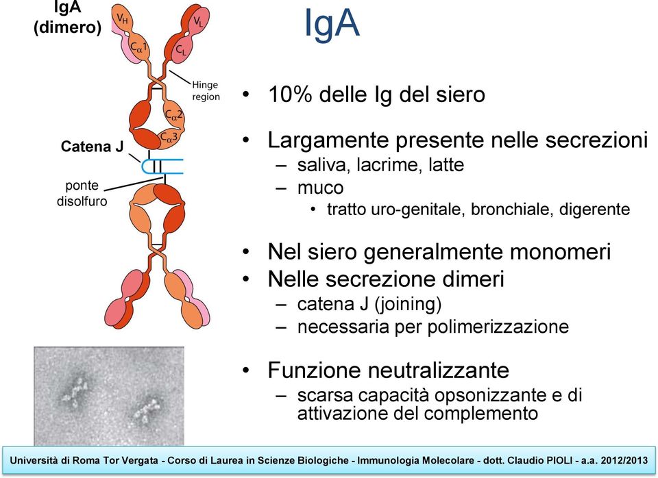 generalmente monomeri Nelle secrezione dimeri catena J (joining) necessaria per