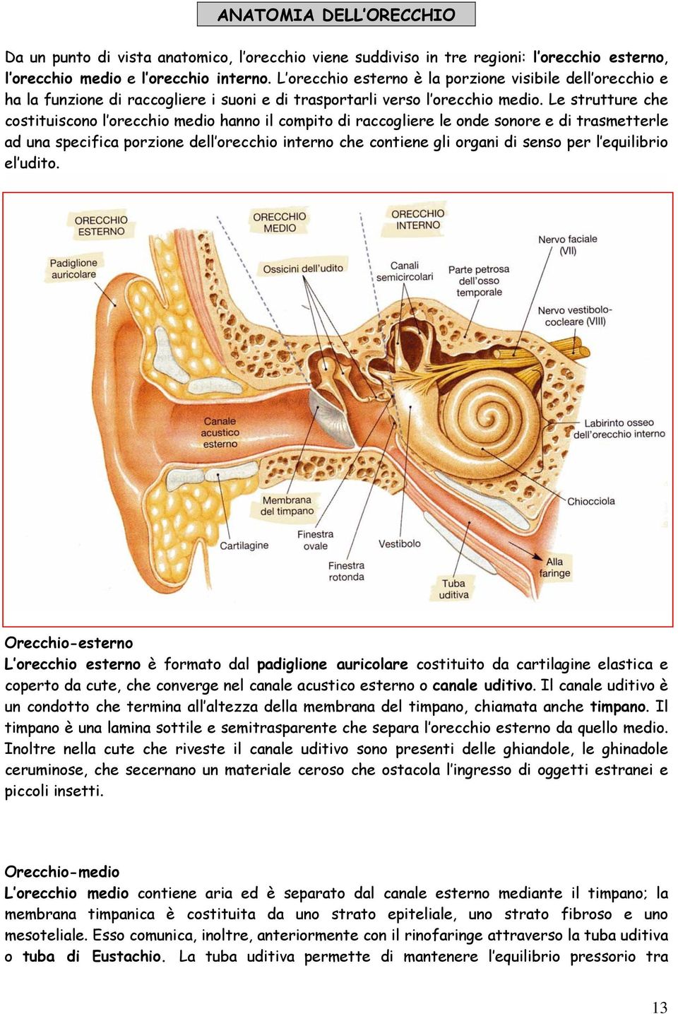 Le strutture che costituiscono l orecchio medio hanno il compito di raccogliere le onde sonore e di trasmetterle ad una specifica porzione dell orecchio interno che contiene gli organi di senso per l