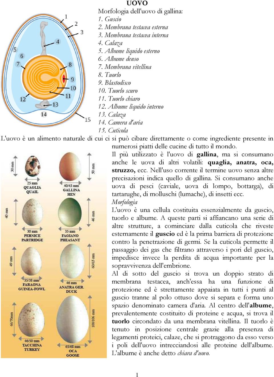 Cuticola L'uovo è un alimento naturale di cui ci si può cibare direttamente o come ingrediente presente in numerosi piatti delle cucine di tutto il mondo.
