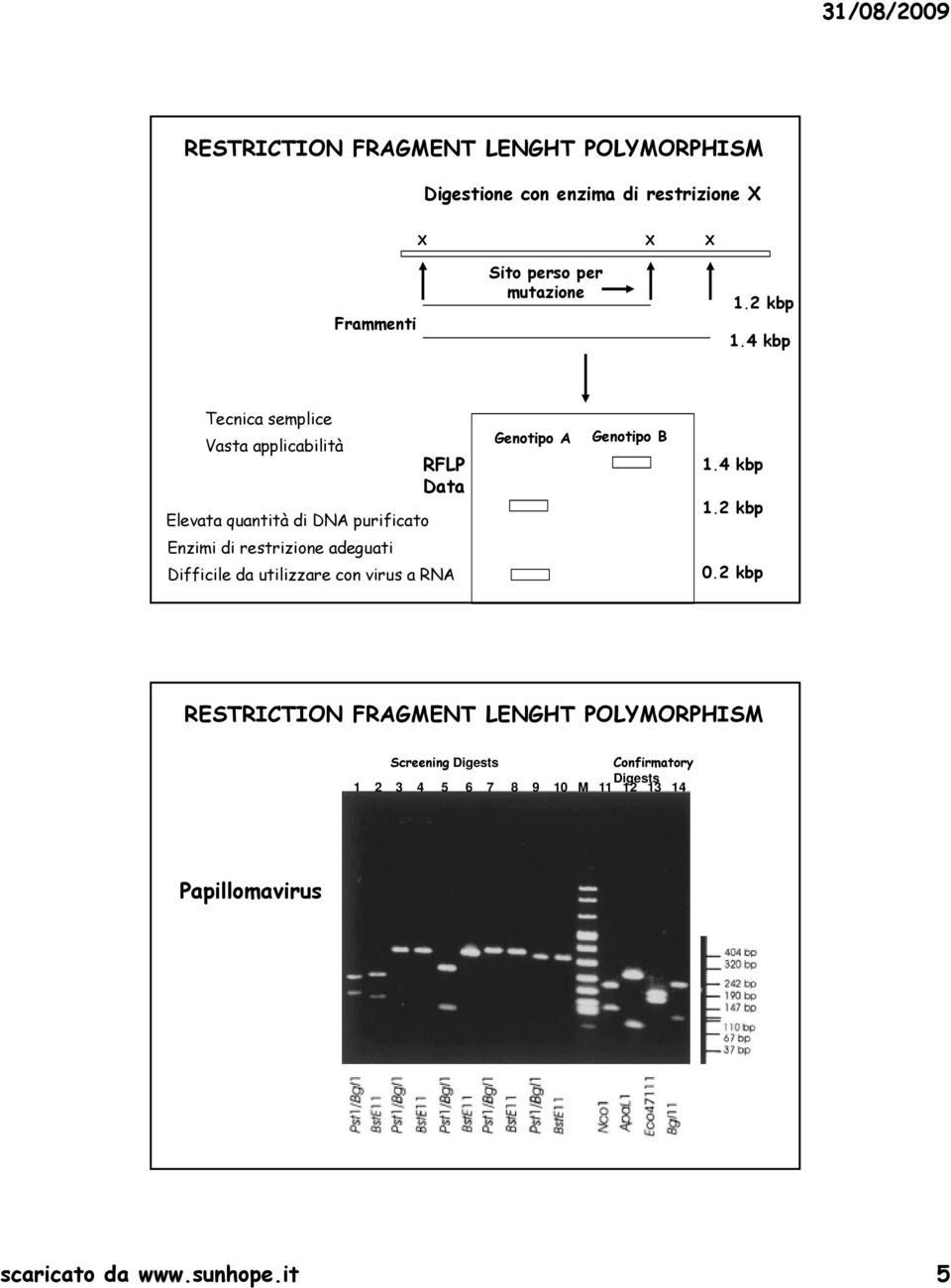 4 kbp 1.2 kbp Enzimi di restrizione adeguati Difficile da utilizzare con virus a RNA 0.