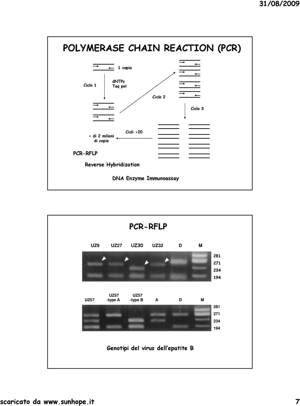 Immunoassay PCR-RFLP UZ9 UZ27 UZ30 UZ32 D M 281 271 234 194 UZ57 UZ57 UZ57 -type A