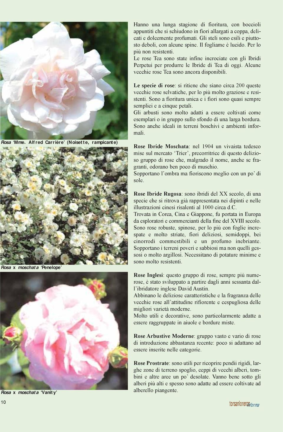 Alcune vecchie rose Tea sono ancora disponibili. Le specie di rose: si ritiene che siano circa 200 queste vecchie rose selvatiche, per lo più molto graziose e resistenti.