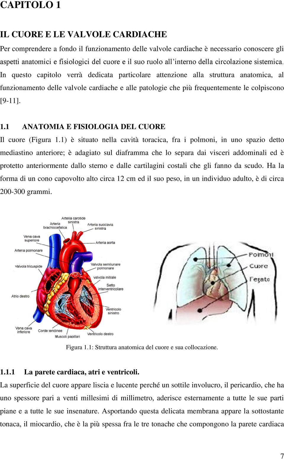In questo capitolo verrà dedicata particolare attenzione alla struttura anatomica, al funzionamento delle valvole cardiache e alle patologie che più frequentemente le colpiscono [9-].
