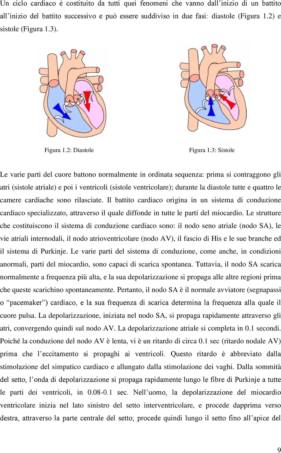 3: Sistole Le varie parti del cuore battono normalmente in ordinata sequenza: prima si contraggono gli atri (sistole atriale) e poi i ventricoli (sistole ventricolare); durante la diastole tutte e