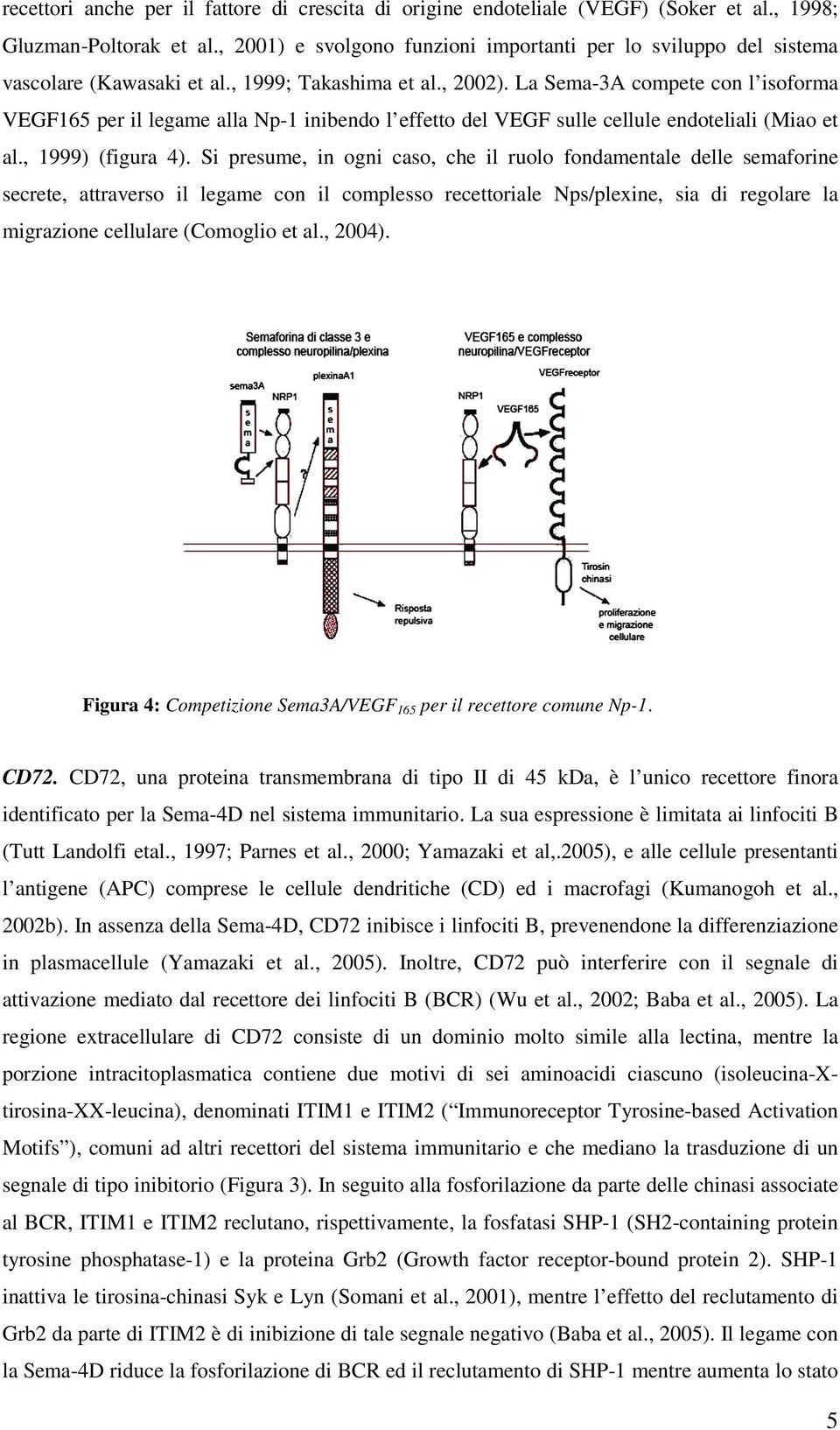La Sema-3A compete con l isoforma VEGF165 per il legame alla Np-1 inibendo l effetto del VEGF sulle cellule endoteliali (Miao et al., 1999) (figura 4).