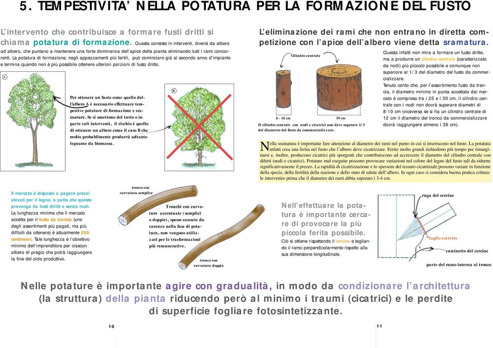 La potatura di formazione, negli appezzamenti più fertili, può cominciare già al secondo anno d impianto e termina quando non è più possibile ottenere ulteriori porzioni di fusto dritto.