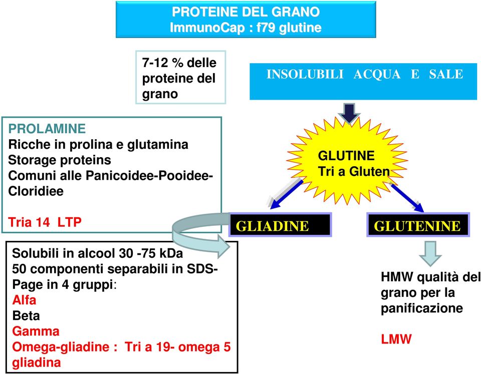 Gluten Tria 14 LTP Solubili in alcool 30-75 kda 50 componenti separabili in SDS- Page in 4 gruppi: Alfa Beta