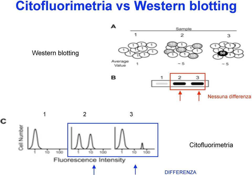 blotting Nessuna