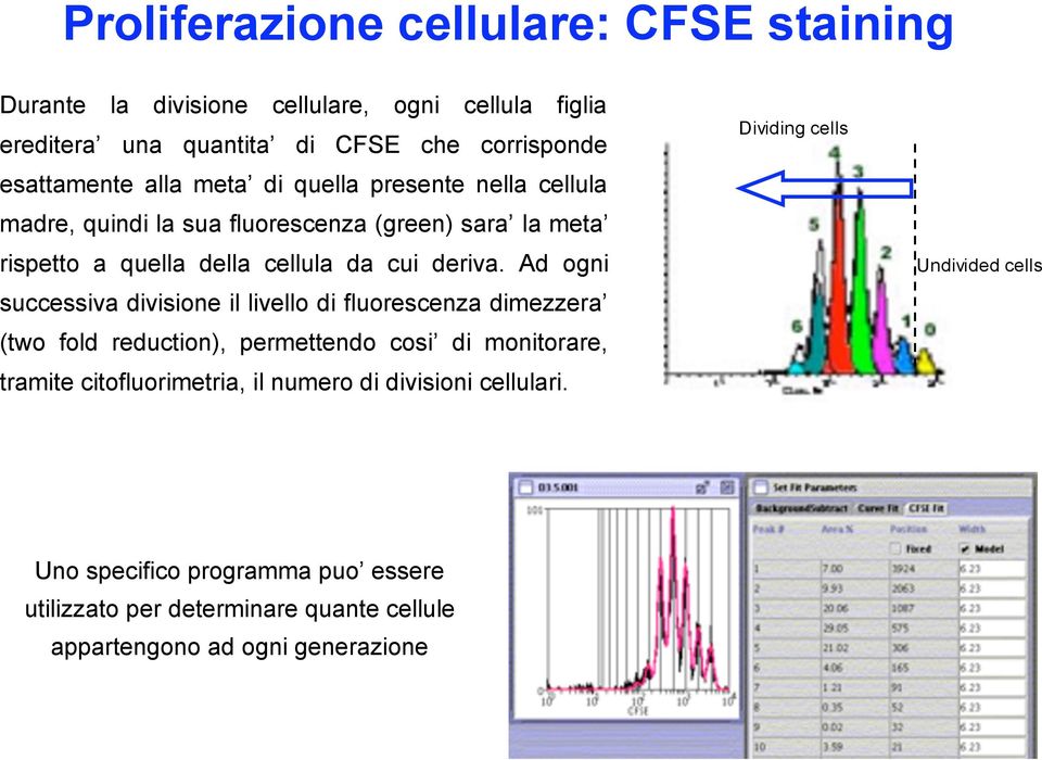 Ad ogni successiva divisione il livello di fluorescenza dimezzera (two fold reduction), permettendo cosi di monitorare, tramite citofluorimetria, il