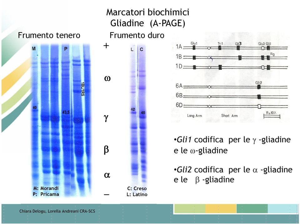 -gliadine e le -gliadine M: Morandi P: Pricama _ C: