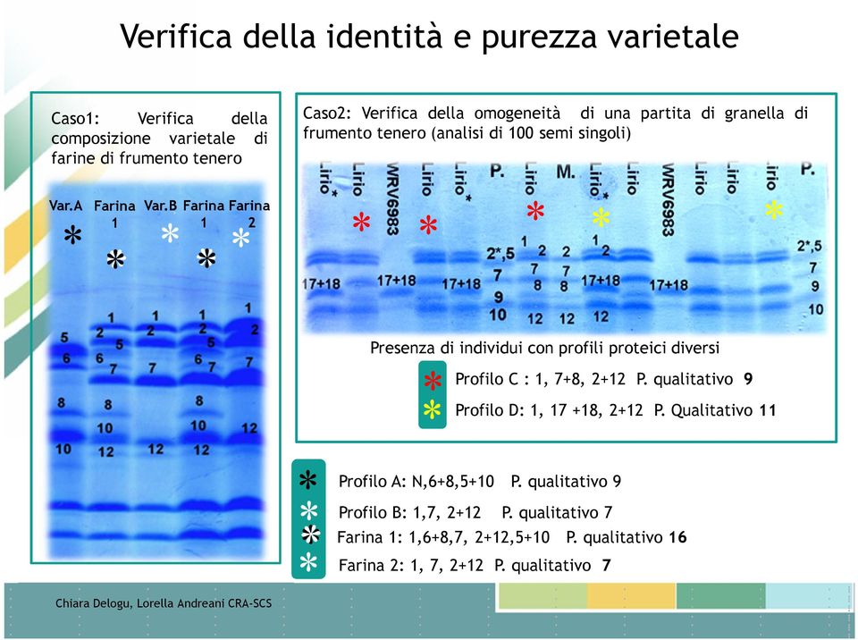 B Farina 1 Farina 2 * * * * * * * * * * Presenza di individui con profili proteici diversi Profilo C : 1, 7+8, 2+12 P.