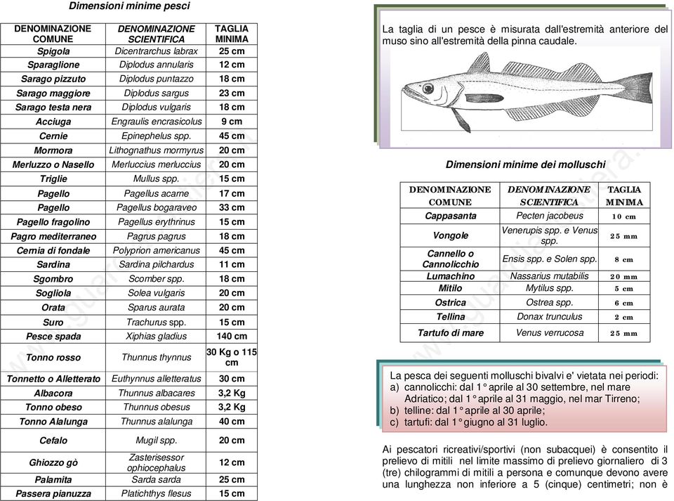 45 cm Mormora Lithognathus mormyrus 20 cm Merluzzo o Nasello Merluccius merluccius 20 cm Triglie Mullus spp.